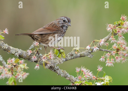 Song Sparrow (Melospiza melodia) appollaiato su un ramo. Foto Stock