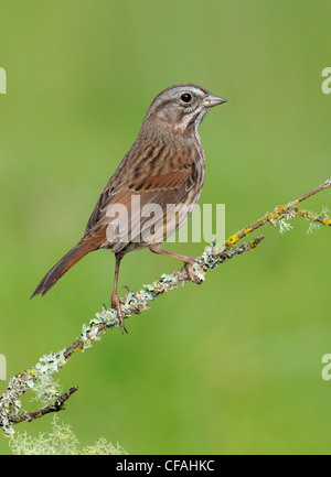 Song Sparrow (Melospiza melodia) appollaiato su un ramo. Foto Stock