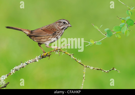 Song Sparrow (Melospiza melodia) appollaiato su un ramo. Foto Stock