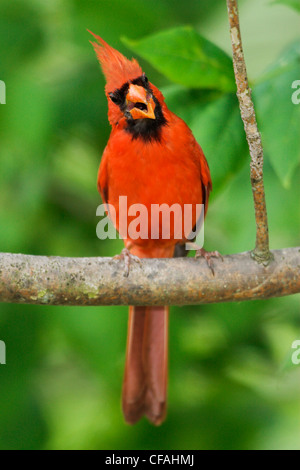 Un maschio Cardinale settentrionale (Cardinalis cardinalis) dal canto suo pesce persico al Rattray Marsh in Ontario, Canada. Foto Stock