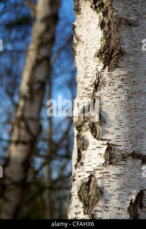 Un argento betulla su Reigate Heath, Surrey Foto Stock