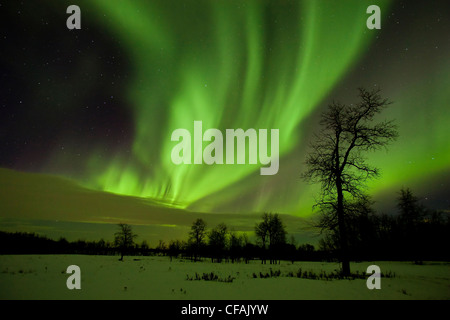 Aurora boreale (Northern lights) tende di luce sopra gli alberi in Elk Island National Park, Alberta, Canada. Foto Stock