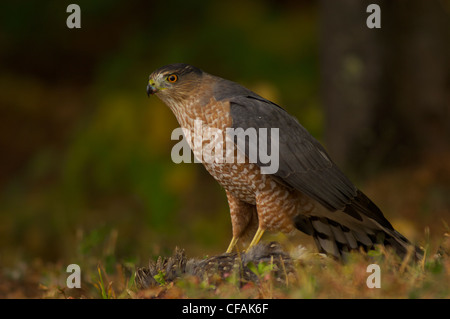 Cooper's Hawk (Accipiter cooperii) appollaiato sulla sua preda. Foto Stock