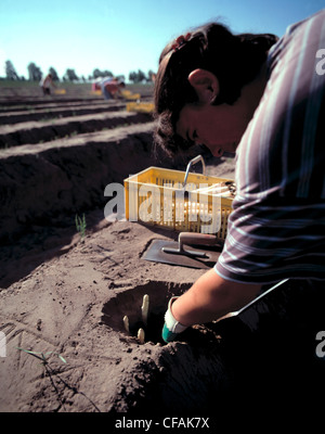 Ancora: donna facendo il raccolto di asparagi Foto Stock