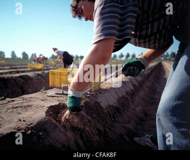 Ancora: donna facendo il raccolto di asparagi Foto Stock