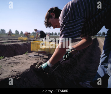 Ancora: donna facendo il raccolto di asparagi Foto Stock