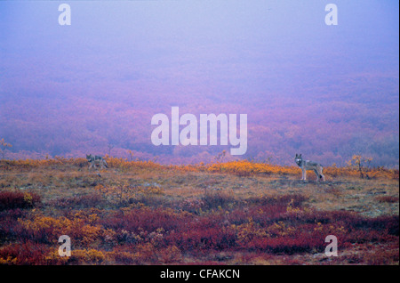 Due legname Lupo (Canis lupus) sulla tundra in autunno, Northwest Territories, Canada. Foto Stock