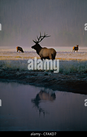 Rocky Mountain Elk (Cervus elaphus) pascolano in un gelo campo coperto. Foto Stock