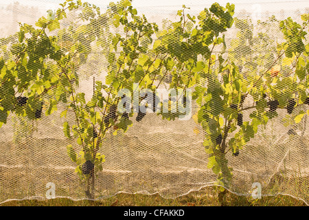 Rete impiegata per proteggere le uve da uccelli a vigneto in Niagara Peninsula, Ontario, Canada. Foto Stock