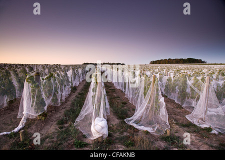 Rete impiegata per proteggere le uve da uccelli a vigneto in Niagara Peninsula, Ontario, Canada. Foto Stock