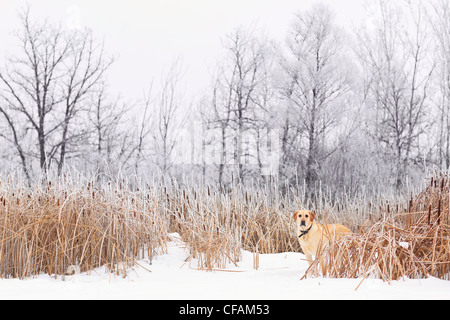 Giallo Labrador Retriever in piedi in una palude su un inverno nevoso giorno. Assiniboine foresta, Winnipeg, Manitoba, Canada. Foto Stock