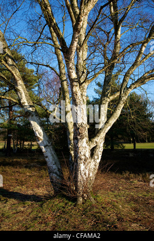 Una betulla su Reigate Heath, Surrey Foto Stock