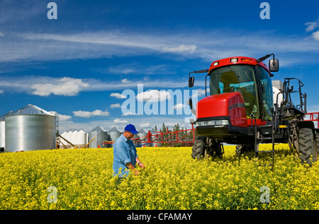 Agricoltore in fiore palcoscenico canola field con gioco elevato in prossimità dell'irroratrice Dugald, Manitoba, Canada Foto Stock