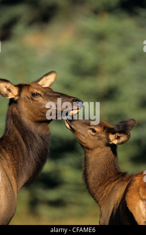 Elk nuzzles vitello vacca (Cervus elaphus) Jasper National Park, Alberta, Canada Foto Stock