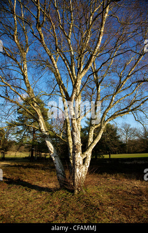 Una betulla su Reigate Heath, Surrey Foto Stock