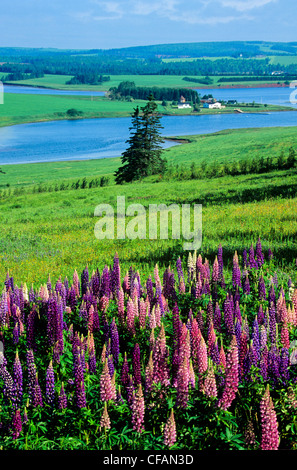 Campo di lupini o lupini (Lupinus perennis), Clinton Prince Edward Island, Canada. Foto Stock