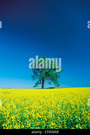 Blooming canola field con Lone Tree in background nei pressi di Carman, Manitoba, Canada Foto Stock