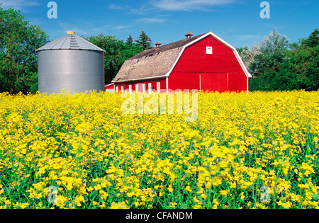 Blooming canola field con granaio rosso e la granella in background vicino a Winnipeg, Manitoba, Canada Foto Stock