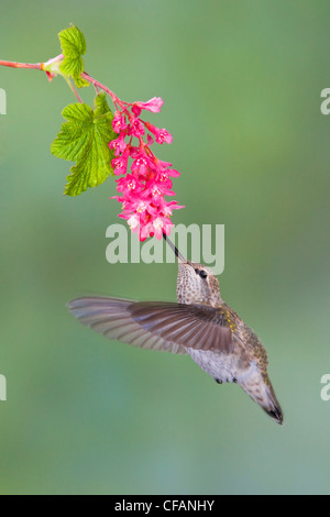Anna (Hummingbird Calypte anna) alimentazione a ribes rosso fiore in Victoria, British Columbia, Canada Foto Stock