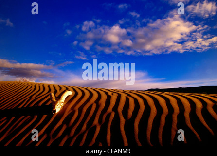 California bighorn cranio all alba del Farewell Canyon dune di sabbia in British Columbia, Canada Foto Stock