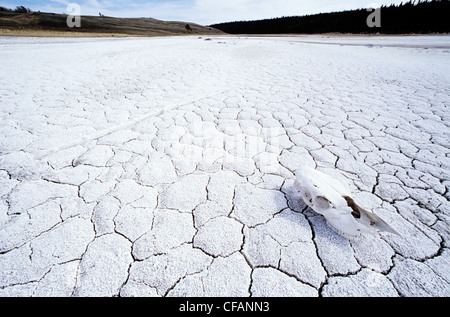 Horse's teschio sul lago salino nella regione di Cariboo della British Columbia, Canada Foto Stock