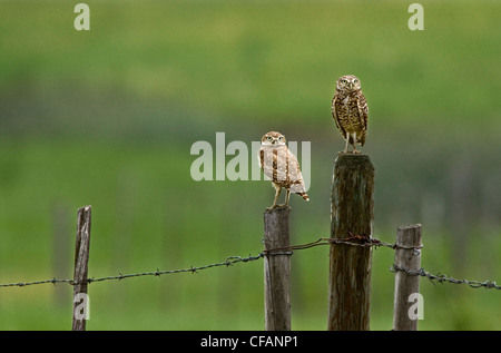 Scavando civetta (Athene cunicularia) nelle praterie di British Columbia, Canada Foto Stock