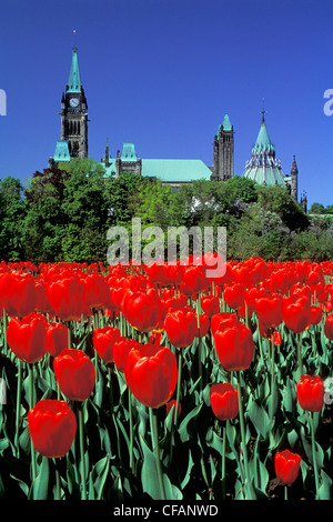 Gli edifici del Parlamento europeo visto dalla maggiore Hill Park attraverso il campo di tulipani rossi, Ottawa, Ontario, Canada Foto Stock