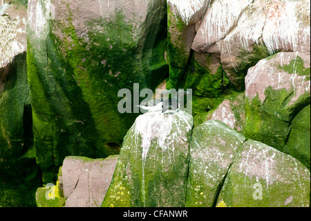 (Razorbills Alca torda) in Witless Bay Riserva Ecologica, Terranova e Labrador, Canada. Foto Stock