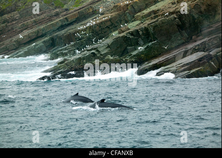 Due di violare le balene con la gobba (Megaptera novaeangliae) in Witless Bay Riserva Ecologica, Terranova e Labrador, Canada. Foto Stock