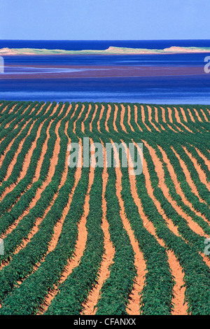 Costiera del campo di patate, Springbrook, Prince Edward Island, Canada Foto Stock