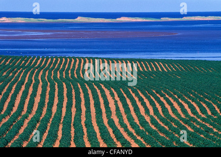 Costiera del campo di patate, Springbrook, Prince Edward Island, Canada Foto Stock