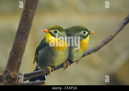 Pekin Robin (Leiothrix lutea) Foto Stock