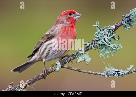 House Finch (Carpodacus mexicanus) appollaiato su un ramo in Victoria, Isola di Vancouver, British Columbia, Canada Foto Stock