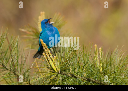 Indigo bunting (Passerina cyanea) appollaiato su un ramo vicino a punta lunga, Ontario, Canada Foto Stock