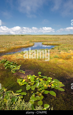 Pond-Lily giallo (Nuphar lutea) in uno stagno in Avalon Wilderness Area, Terranova e Labrador, Canada. Foto Stock