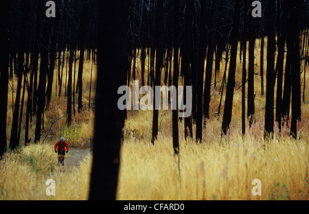 Una donna sulla sua mountain bike godendo i sentieri nella foresta bruciato in Kelowna, British Columbia, Canada Foto Stock