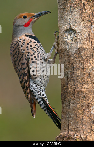 Lo sfarfallio del nord (Colaptes auratus) arroccato su albero in Victoria, Isola di Vancouver, British Columbia, Canada Foto Stock