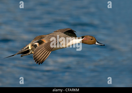 Maschio Pintail settentrionale (Anas acuta) in volo a Esquimalt Laguna, Victoria, Isola di Vancouver, British Columbia, Canada Foto Stock