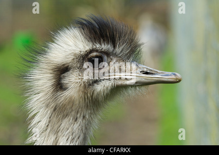 Emu (Dromaius novaehollandiae) captive Foto Stock