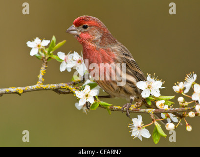 Casa maschio finch (Carpodacus mexicanus) su fiori di susina a Victoria, Isola di Vancouver, British Columbia, Canada Foto Stock