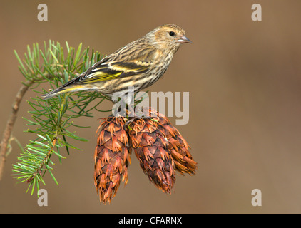 Pino (lucherino Carduelis pinus) appollaiato su coni fir in Victoria, Isola di Vancouver, British Columbia, Canada Foto Stock