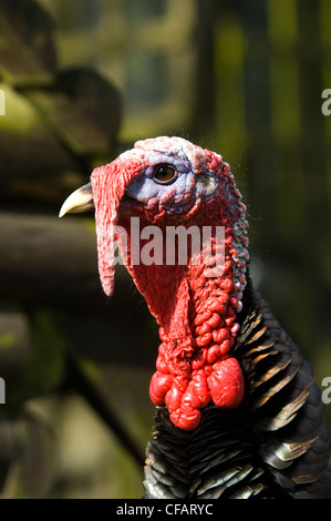La Turchia in bronzo (Meleagris gallopava) captive Foto Stock