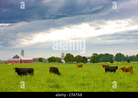 Il pascolo di bestiame in un campo con una fattoria in background, Clarington, Ontario, Canada. Foto Stock