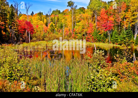 Stagno in Algonquin Park in autunno, Ontario, Canada Foto Stock