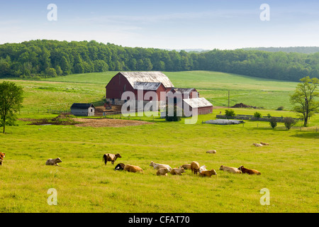 Bovini di riposo in un campo nella parte anteriore della fattoria, Elizabethville, Ontario, Canada. Foto Stock