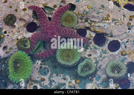 Un pool di marea riempito di anemoni di mare e stelle marine sulla West Coast Trail sull'Isola di Vancouver, British Columbia, Canada Foto Stock