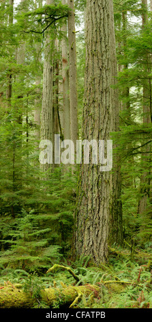 Il gigante Douglas firs di Cattedrale Grove, MacMillan Parco Provinciale, Isola di Vancouver, British Columbia, Canada Foto Stock