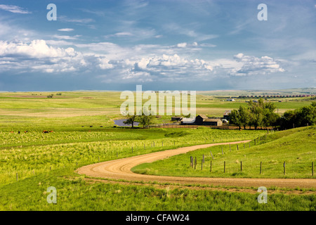 Cavalli in un ranch vicino Brooks, Alberta, Canada. Foto Stock