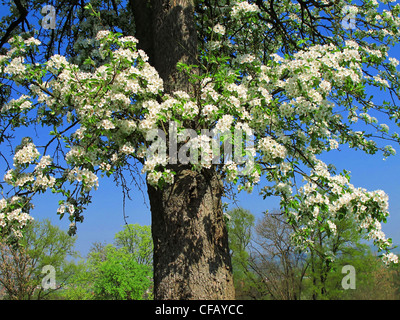 Pear Tree, pera blossoms, fiorisce, fiorisce, blossom, fiorire, molla, bianco, sky, Franconia, Germania Foto Stock