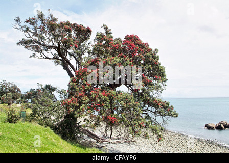 Nuova Zelanda, Isola del nord, la Penisola di Coromandel, albero pohutukawa, i fiori rossi appaiono intorno al tempo di Natale Foto Stock